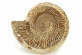 Polished Jurassic Ammonite (Perisphinctes) - Madagascar #270952-1